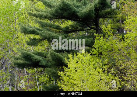 Spring aspens and white pine Killarney, Ontario Stock Photo