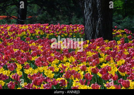 Tulip beds in Commissioners Park near Dows Lake Ottawa Ontario Stock Photo