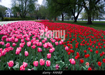 Tulip beds in Commissioners Park near Dows Lake Ottawa Ontario Stock Photo