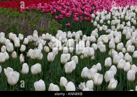 Tulip beds in Commissioners Park near Dows Lake Ottawa Ontario Stock Photo