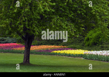 Tulip beds in Commissioners Park near Dows Lake Ottawa Ontario Stock Photo