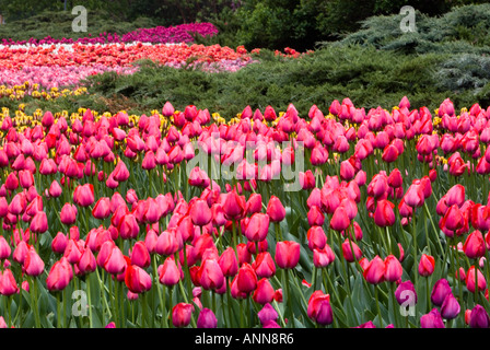 Tulip beds in Commissioners Park near Dows Lake Ottawa Ontario Stock Photo