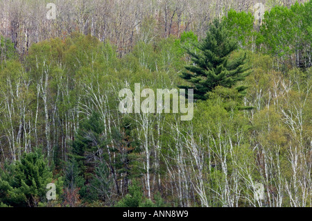 Mixed forest near Onaping River Greater Sudbury Ontario Stock Photo