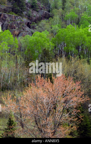 Mixed forest near Onaping River Greater Sudbury Ontario Stock Photo