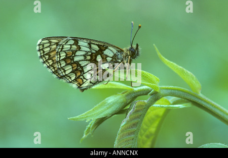 Heath fritillary butterfly, Melitaea athalia, Kent, England. Stock Photo