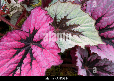 Begonia rex hybrid closeup ID portrait spectacular ornamental deep pink and green marked leaves, Painted Leaf ornamental plants Stock Photo