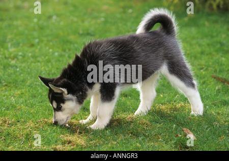 Siberian Husky - puppy on meadow Stock Photo