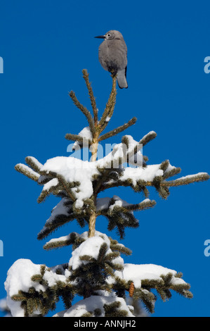 Clark's Nutcracker Nucifraga Columbiana Alpine Lakes Wilderness In 