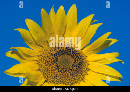 Domestic sunflower Helianthus spp , Greater Sudbury, Ontario, Canada Stock Photo