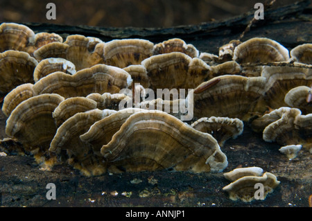 False turkey tail fungus Stereum ostrea Fruiting bodies on decaying log Killarney Provincial Park, Ontario, Canada Stock Photo