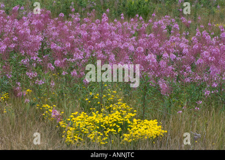 Fireweed colony (Epilobium/Chamerion angustifoloium) and birdsfoot trefoil Coniston, Greater Sudbury, Ontario, Canada Stock Photo