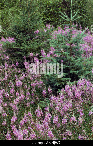 Fireweed colony (Epilobium/Chamerion angustifoloium) and spruce trees Coniston, Greater Sudbury, Ontario, Canada Stock Photo