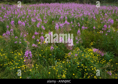 Fireweed colony (Epilobium/Chamerion angustifoloium) and other wildflowers, Coniston, Greater Sudbury, Ontario, Canada Stock Photo