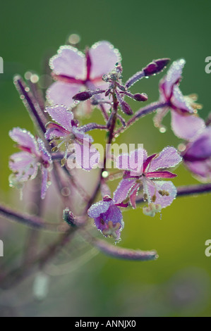 Fireweed (Epilobium/Chamerion angustifoloium) Dewy flowers, Greater Sudbury, Ontario, Canada Stock Photo