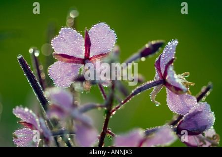 Fireweed (Epilobium/Chamerion angustifoloium) Dewy flowers, Greater Sudbury, Ontario, Canada Stock Photo