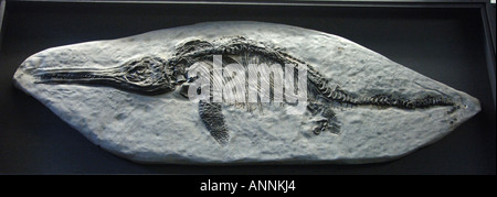 fossil side view of Ichthyosaurus Communis found in uk Stock Photo