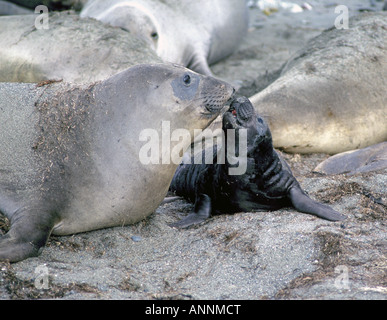 A mother elephant seal and her calf on a rocky beach in San Ignacio Bay Stock Photo