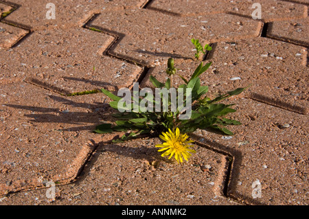 Dandelion (Taraxacum officinale) Growing in crack of interlocking stone Orleans, Greater Sudbury, Ontario, Canada Stock Photo