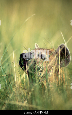 Subadult Spotted Hyena in long grass looking at the camera in the Masai Mara Reserve Kenya Stock Photo
