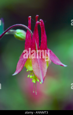 Red columbine (Aquilegia canadensis) Whitefish First Nation, Ontario, Canada Stock Photo