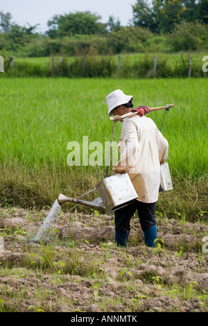 Asian woman watering crops with homemade cans; Growing Rice & vegetables  plantations in Asia. The Terraced Rice Fields of Chiang Mai, Thailand, Asia Stock Photo