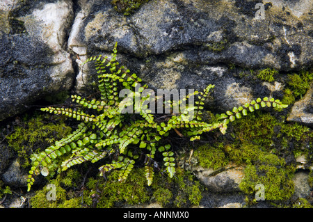 Northern maidenhair fern Adiantum pedatum Misery Bay Provincial Reserve Manitoulin Island, Canada Stock Photo