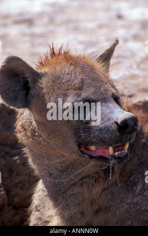 Adult Spotted Hyena resting outside it's den in the Amboseli National Park Kenya Stock Photo