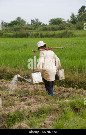 Farmer, asia, asian, carrying water in upcycled container, Growing Rice and Vegetables in Plantations, Asia. Terraced Rice Fields Chiang Mai, Thailand Stock Photo