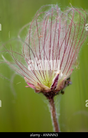 Three flowered aven Prairie smoke (Geum trifolium) Seed head detail Sheguiandah Manitoulin Island, Canada Stock Photo