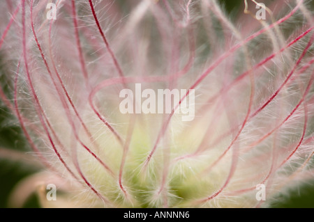 Three flowered aven Prairie smoke (Geum trifolium) Seed head detail Sheguiandah Manitoulin Island, Canada Stock Photo