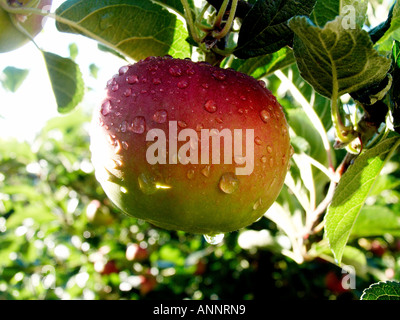 Discovery apples on tree on farm in kent Stock Photo