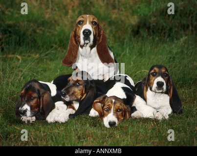Basset Hound with puppies on meadow Stock Photo