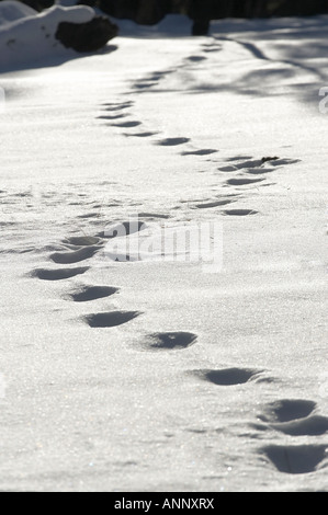 Footprints in the Snow, Sunset Crater, Northern Arizona Stock Photo