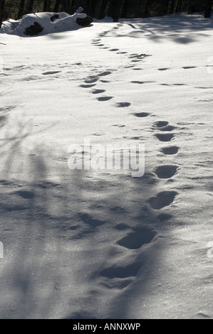 Footprints in the Snow, Sunset Crater, Northern Arizona Stock Photo