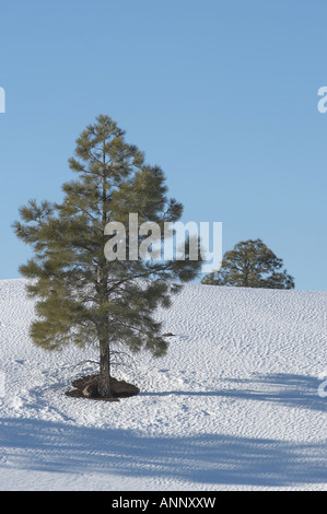 Pine Tree in the Snow, Sunset Crater, Northern Arizona Stock Photo