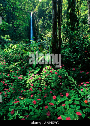 This beautiful waterfall on the big island of Hawaii is set off by the beautiful tropical flowers in the foreground