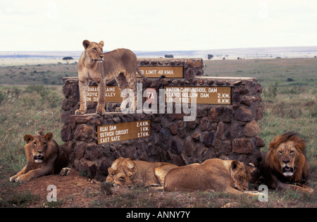 Family pride of African Lions resting on top of a sign post in Nairobi National Park Kenya Stock Photo