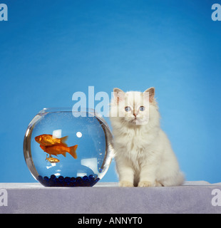 Sacred Cat of Burma - kitten sitting next to fishbowl Stock Photo