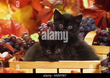 two black kittens - sitting in basket between grapes Stock Photo