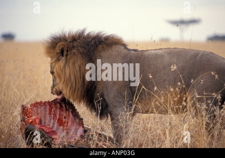 Adult male African Lion feeding on the remains of a Wildebeest in Nairobi National Park Nairobi Kenya Stock Photo