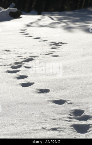 Footprints in the Snow, Sunset Crater, Northern Arizona Stock Photo