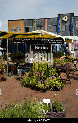 Country Garden Herbs and Plants Stall in Oswestry Town Market Shropshire England Stock Photo