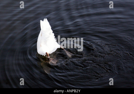 Duck upside down in the water Stock Photo