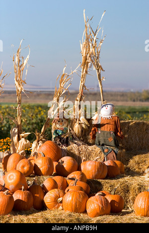 Pumpkin display with hay bales and scarecrows at a roadside fruit stand in Fruitland Idaho Stock Photo