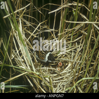 Male Reed Bunting Emberiza schoeniclus at nest taken by Eric Hosking in the 1940 s on early kodachrome film Stock Photo