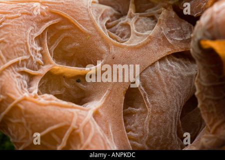 Jews Ear Fungus Hirneola auricula judae showing texture in upper side ashridge Stock Photo