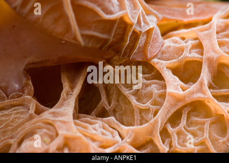 Jews Ear Fungus (Hirneola auricula judae) showing texture in upper side ashridge Stock Photo