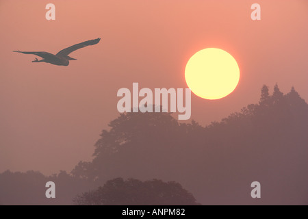 Grey heron Ardea cinerea at sunrise in Richmond Park london Stock Photo