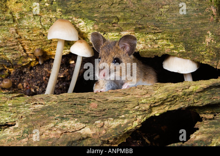 Wood Mouse Apodemus sylvaticus looking out of hole in wood next to small fungi potton bedfordshire Stock Photo