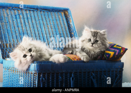 two young Persian cats lying in basket Stock Photo